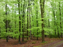 Lesní hospodářské celky, lesní hospodářské plány